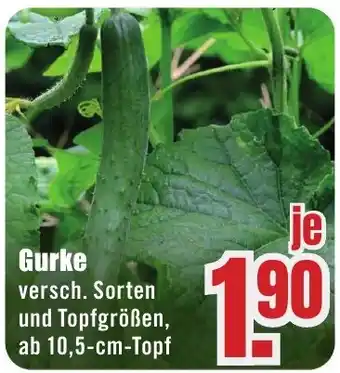 B1 Discount Baumarkt Gurke Angebot