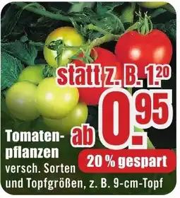 B1 Discount Baumarkt Tomatenpflanzen Angebot