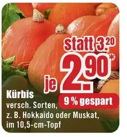 B1 Discount Baumarkt Kürbis Angebot