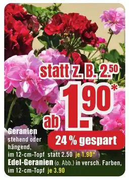 B1 Discount Baumarkt Geranien Angebot
