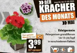 V Baumarkt Edelgeranie Angebot