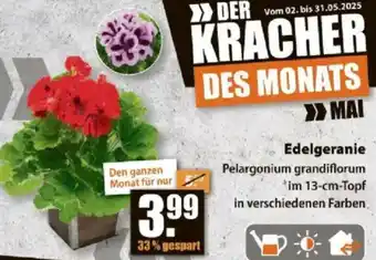 V Baumarkt Edelgeranie Angebot