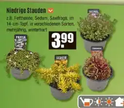 V Baumarkt Niedrige Stauden Angebot