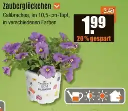V Baumarkt Zauberglöckchen Angebot