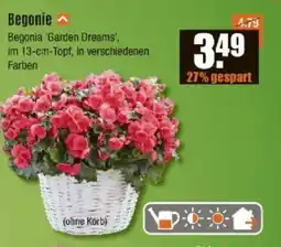 V Baumarkt Begonie Angebot