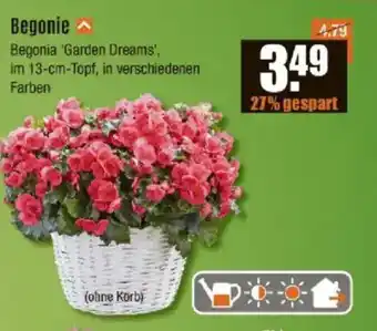 V Baumarkt Begonie Angebot