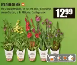 V Baumarkt Orchideen Mix Angebot