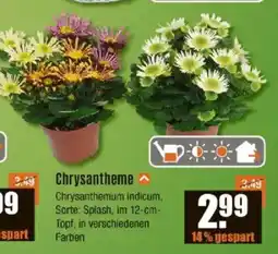 V Baumarkt Chrysantheme Angebot