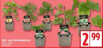 Edeka Obst- oder Gemüsepflanzen Angebot