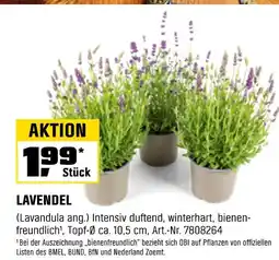 OBI Lavendel Angebot