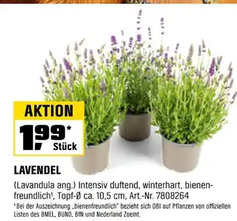 OBI Lavendel Angebot