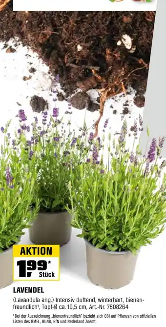 OBI Lavendel Angebot