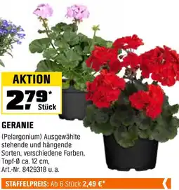 OBI Geranie Angebot