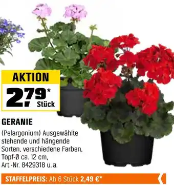 OBI Geranie Angebot