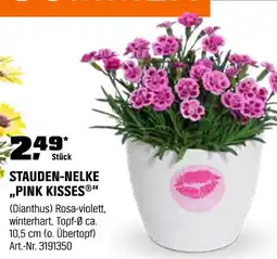 OBI Stauden-nelke pink kisses Angebot