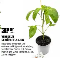 OBI Veredelte gemüsepflanzen Angebot