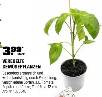 OBI Veredelte gemüsepflanzen Angebot