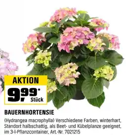 OBI Bauernhortensie Angebot