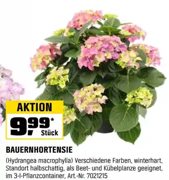 OBI Bauernhortensie Angebot