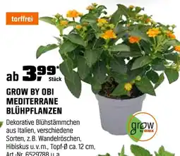 OBI Grow by obi mediterrane blühpflanzen Angebot