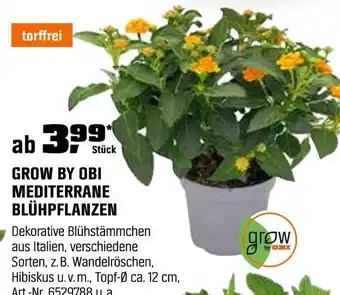 OBI Grow by obi mediterrane blühpflanzen Angebot