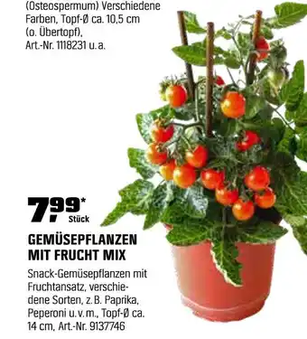 OBI Gemüsepflanzen mit frucht mix Angebot