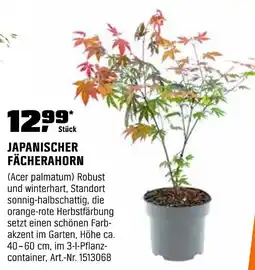 OBI Japanischer fächerahorn Angebot
