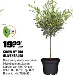 OBI Grow by obi olivenbaum Angebot