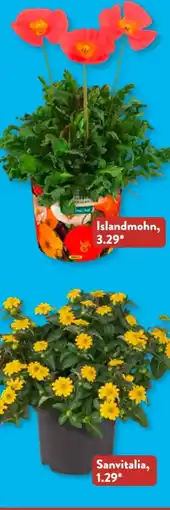 Aldi Süd Gardenline Stauden Angebot