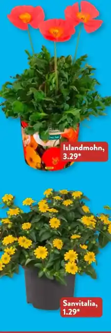 Aldi Süd Gardenline Stauden Angebot