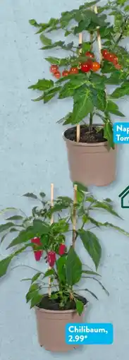 Aldi Süd Gardenline Gemüsepflanze Angebot