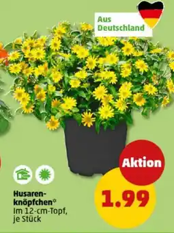 PENNY Husaren- knöpfchen Angebot