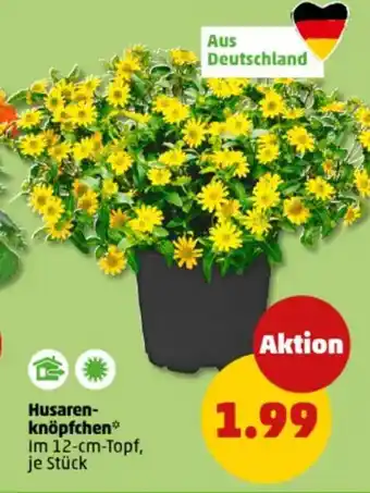 PENNY Husaren- knöpfchen Angebot