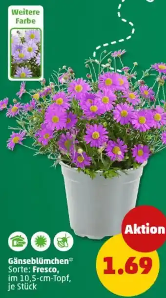 PENNY Gänseblümchen Angebot