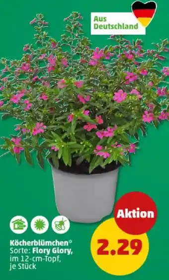 PENNY Köcherblümchen Angebot