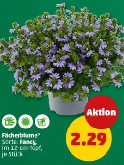 PENNY Fächerblume Angebot