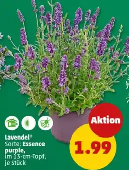 PENNY Lavendel Angebot