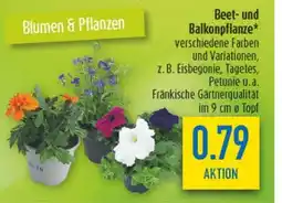diska Beet- und Balkonpflanze Angebot