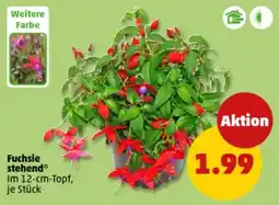 PENNY Fuchsie stehend Angebot