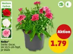 PENNY Nelke Angebot