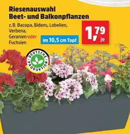 Thomas Philipps Riesenauswahl Beet- und Balkonpflanzen Angebot
