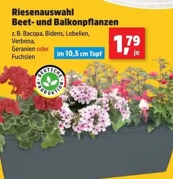 Thomas Philipps Riesenauswahl Beet- und Balkonpflanzen Angebot