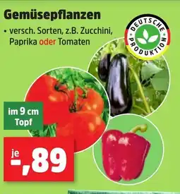 Thomas Philipps Gemüsepflanzen Angebot