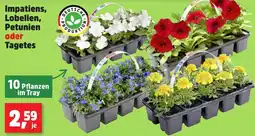 Thomas Philipps Impatiens, Lobelien, Petunien oder Tagetes Angebot