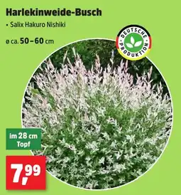 Thomas Philipps Harlekinweide-Busch Angebot