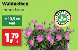 Thomas Philipps Waldnelken Angebot