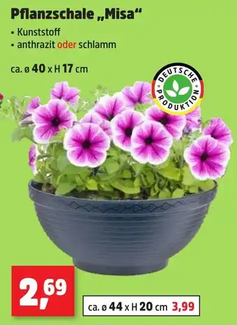 Thomas Philipps Pflanzschale,,Misa Angebot