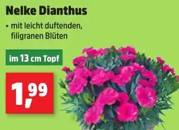 Thomas Philipps Nelke Dianthus Angebot