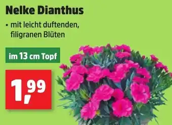Thomas Philipps Nelke Dianthus Angebot