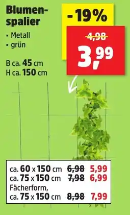 Thomas Philipps Blumen- spalier Angebot